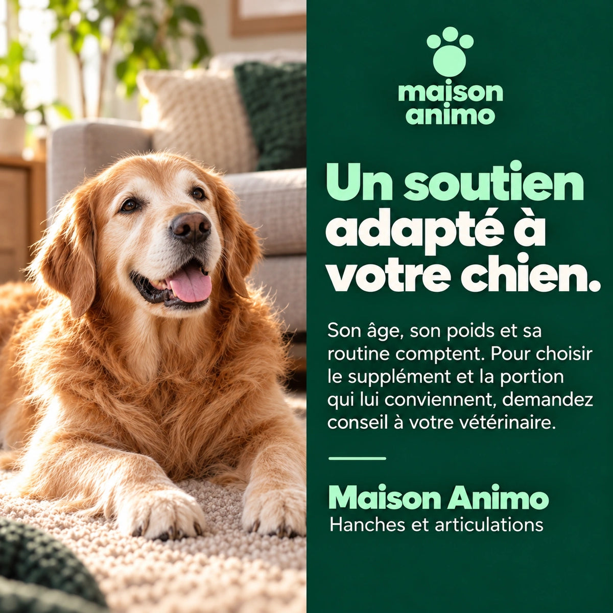 Maison Animo — Hanches et articulations