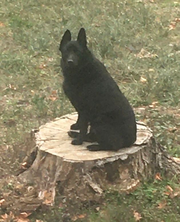 Photo partagée par un client Maison Animo