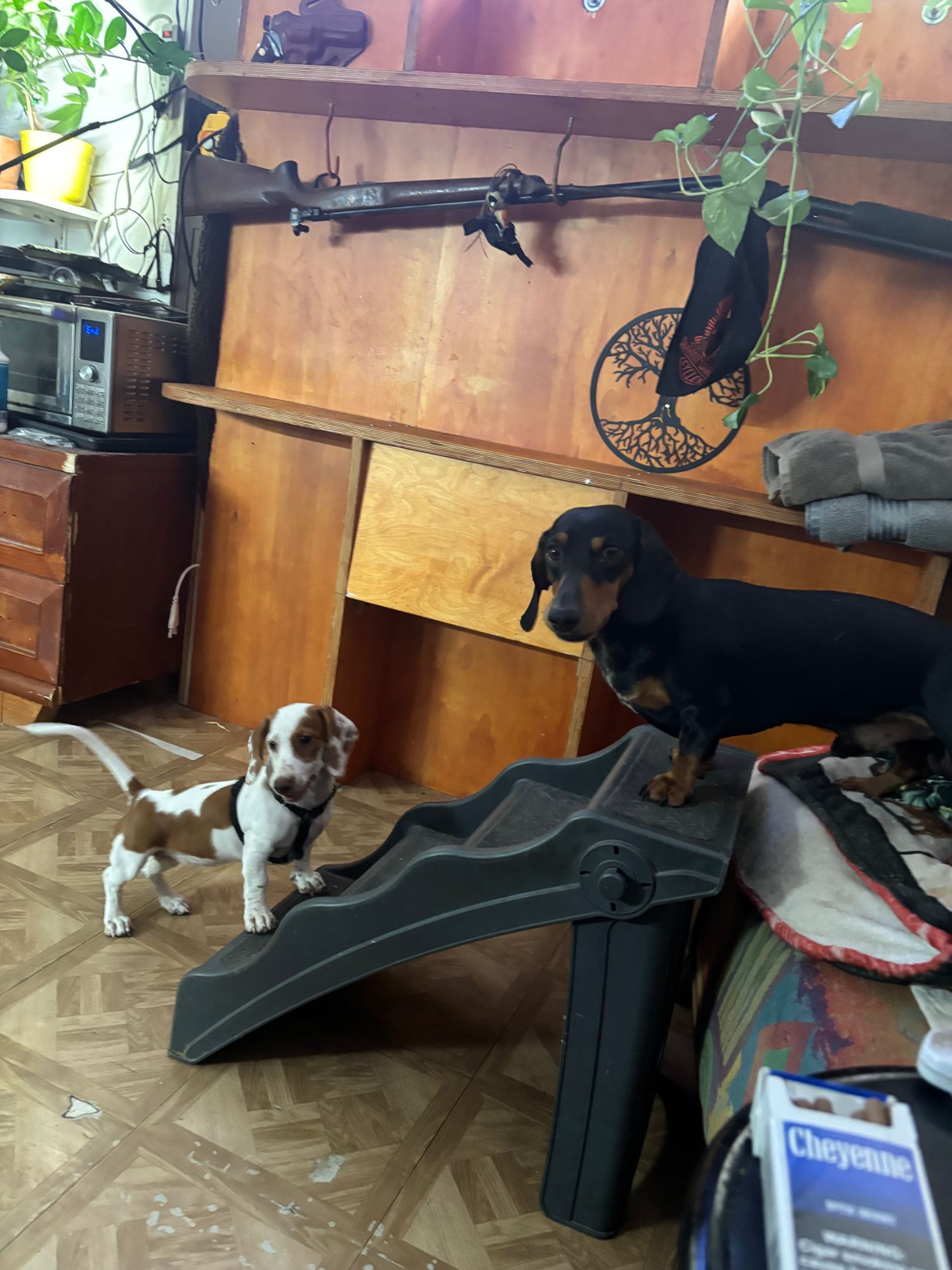 Photo partagée par un client Maison Animo