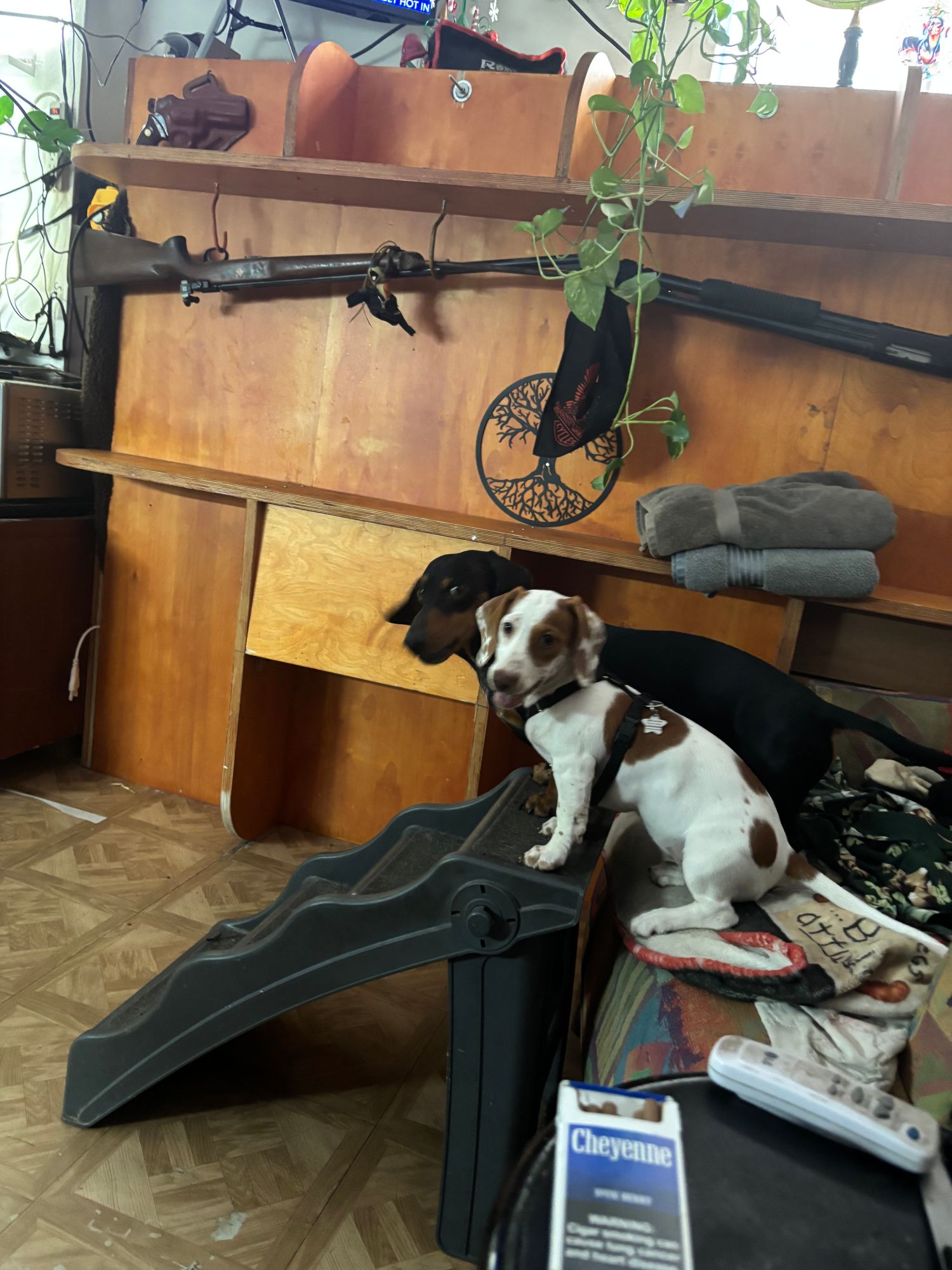 Photo partagée par un client Maison Animo