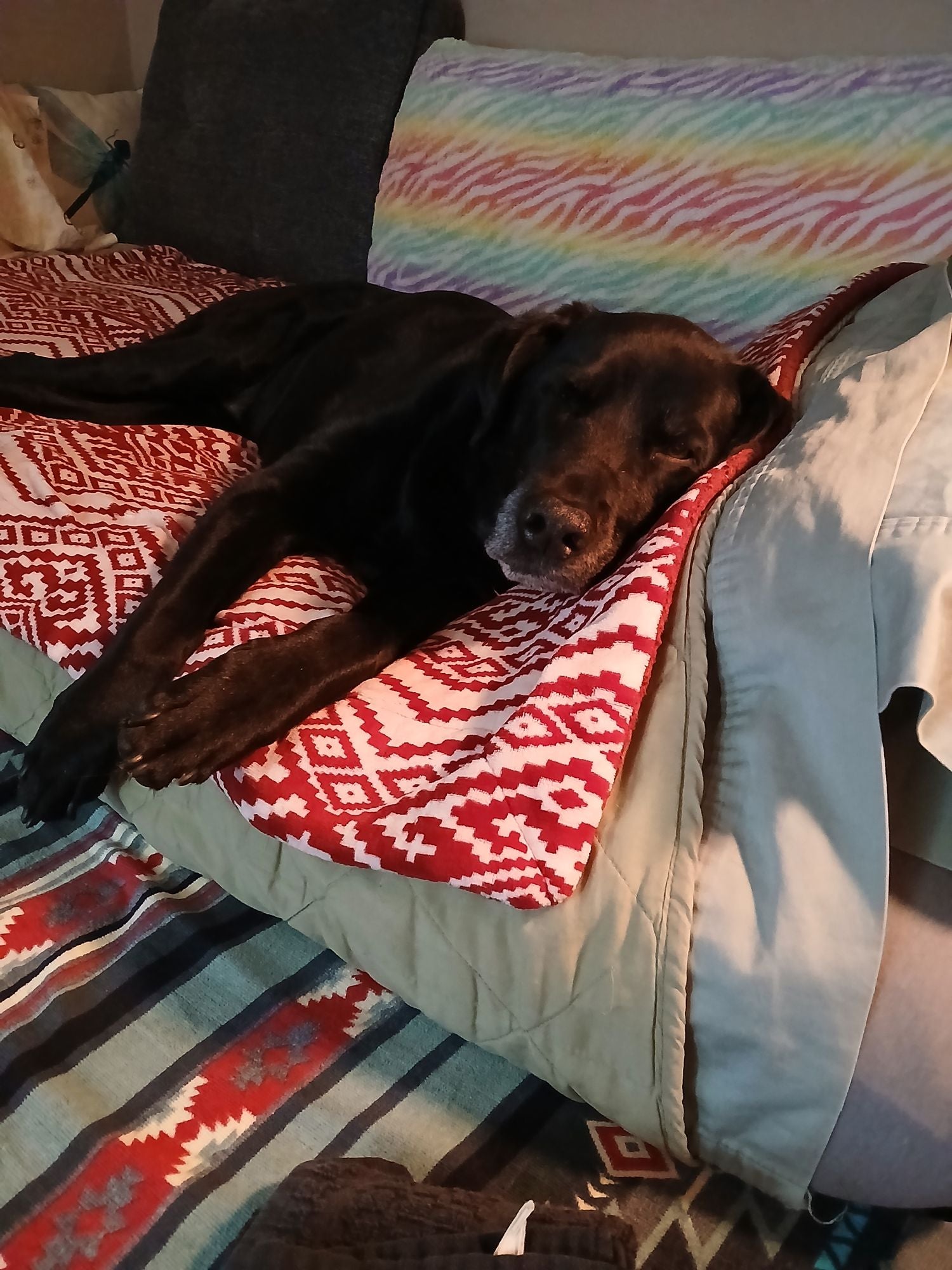 Photo partagée par un client Maison Animo
