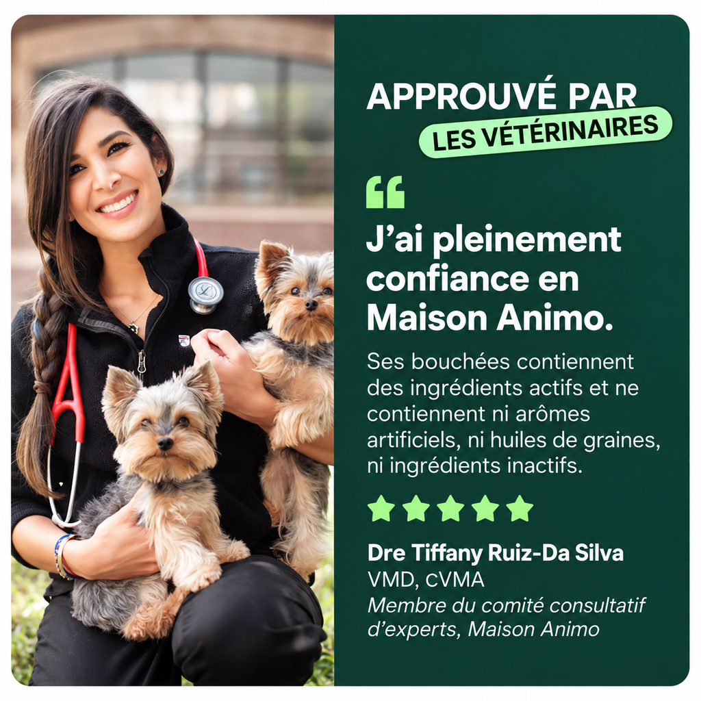 Soulagez les raideurs des hanches et des articulations — pour un pitou plus mobile et confortable