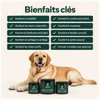 Soulagez les raideurs des hanches et des articulations — pour un pitou plus mobile et confortable