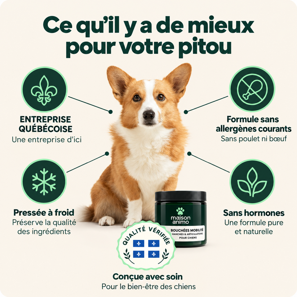 Soulagez les raideurs des hanches et des articulations — pour un pitou plus mobile et confortable