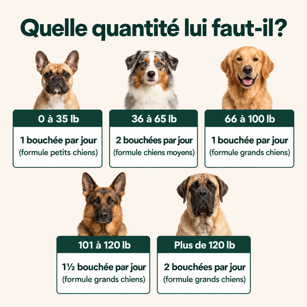 Soulagez les raideurs des hanches et des articulations — pour un pitou plus mobile et confortable